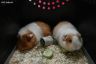 Unica Lucky Pets + Clementine Cavia Ania